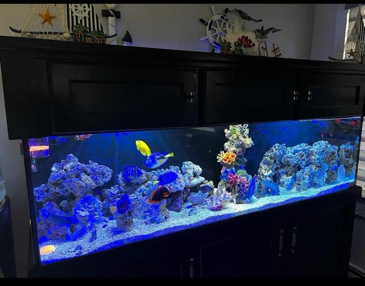 Large saltwater aquarium with tropical fish and live coral in black cabinet - Brooklyn custom fish tank